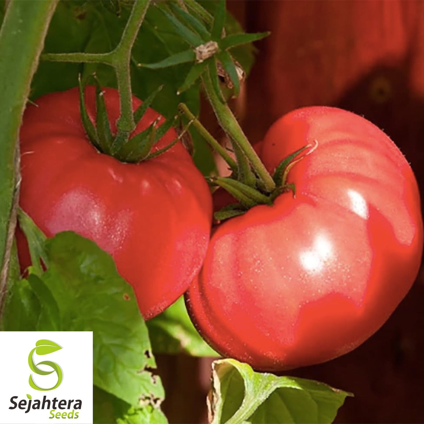 Ponderosa Pink Tomato Seeds 50 Ct | Heirloom NON-GMO Vegetable Garden USA