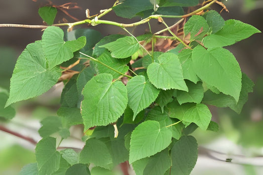 Caucasian Linden (Tilia dasystyla subsp. Caucasica)