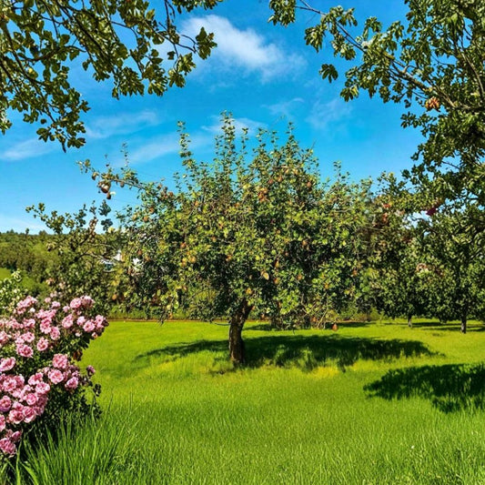 Kieffer Pear Tree – Pyrus communis Live Tree | 2–3 Ft Tall | Bare Root  Fast Growing | Self-Fertile | Cold Hardy Fruit Tree