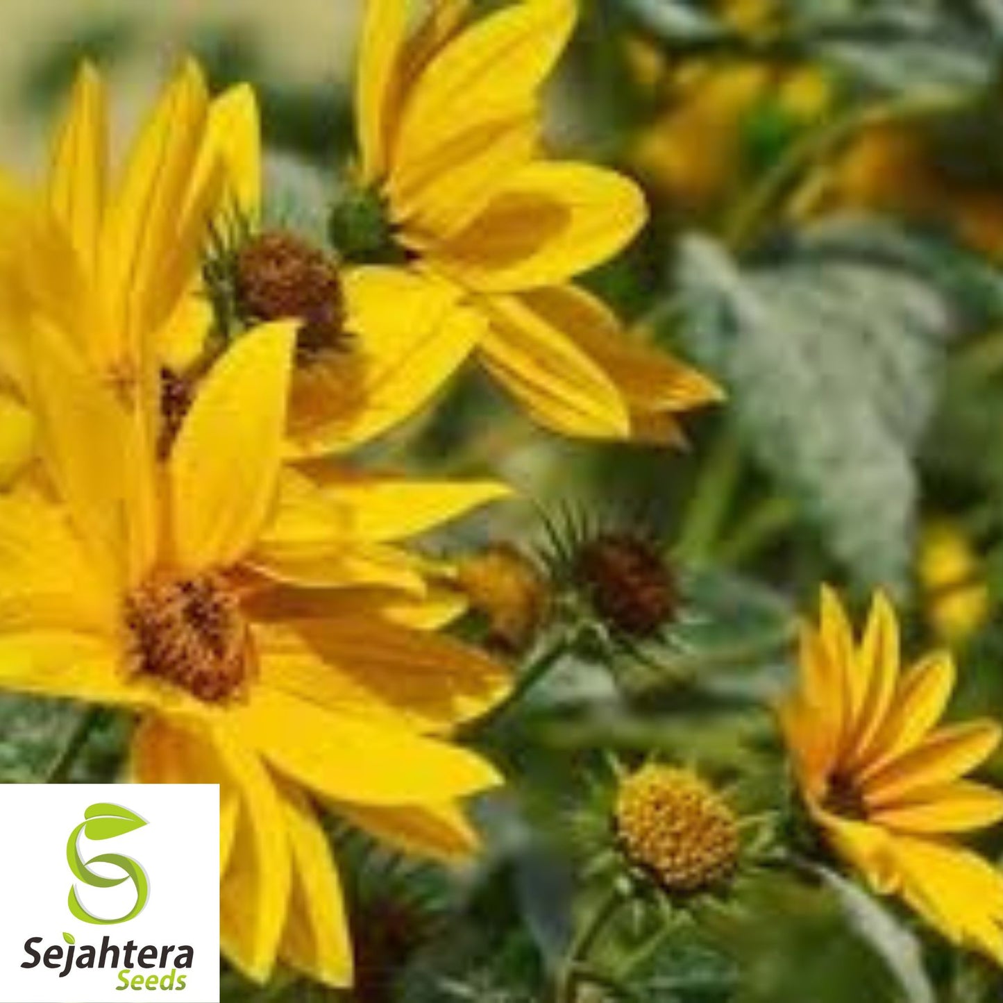 50+ Maximilian Sunflower Seeds - Helianthus Maximiliani, Perennial Wildflower