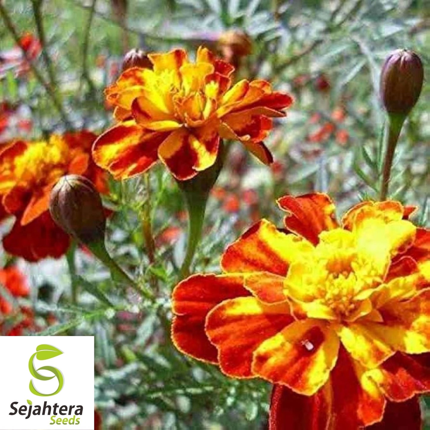 Marigold Seeds 150+ | French Sparky Mix Flowers Tagetes NON-GMO USA