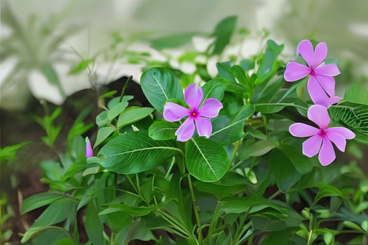 Pink Vinca Plant - 4 in Pot - Bright Pink Flowers - Catharanthus roseus - Madagascar Periwinkle for Garden & Indoor Decor