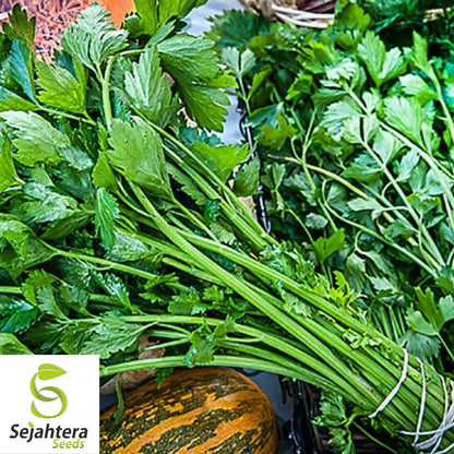 Chinese Celery Seeds 1000+ | Apium graveolens NON-GMO Vegetable Garden USA