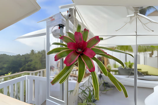 Neoregelia Autumn Rain Plant in 6" Pot - Tropical Bromeliad - Neoregelia 'Autumn Rain' - Perfect for Home Décor and Gardening