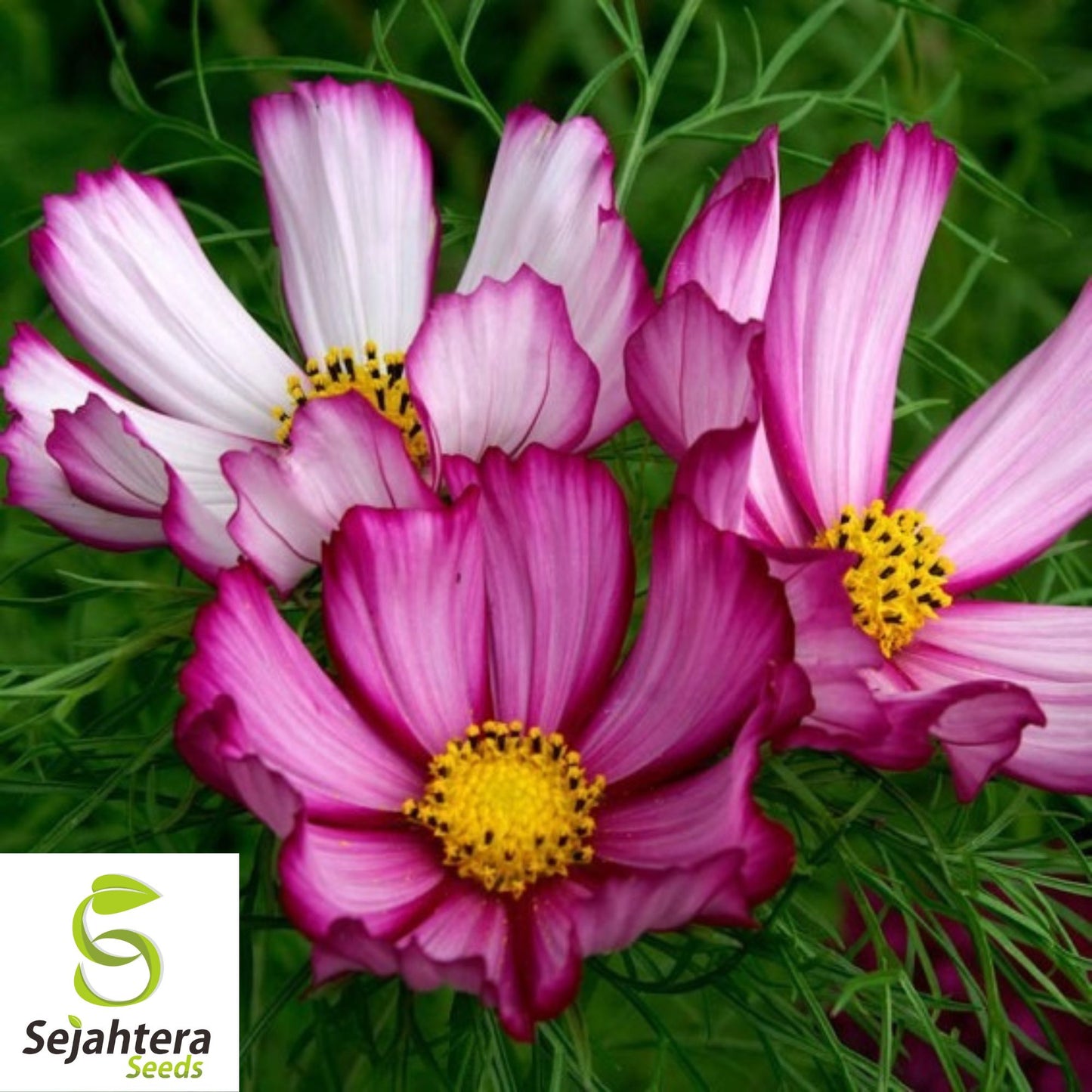 100 Cosmos Candystripe Seeds - Non-GMO, Vibrant Bi-Color Blooms