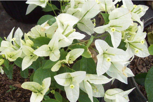 Ms. Alice Bougainvillea | Small Well-Rooted Starter Plant