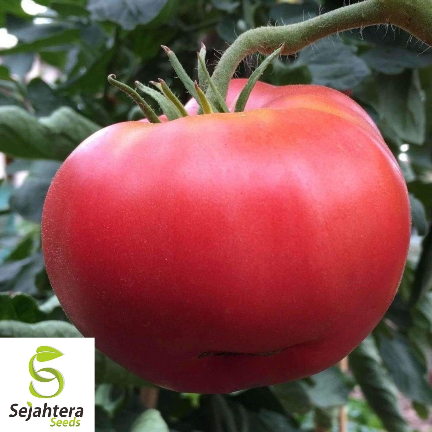 Ponderosa Pink Tomato Seeds 50 Ct | Heirloom NON-GMO Vegetable Garden USA