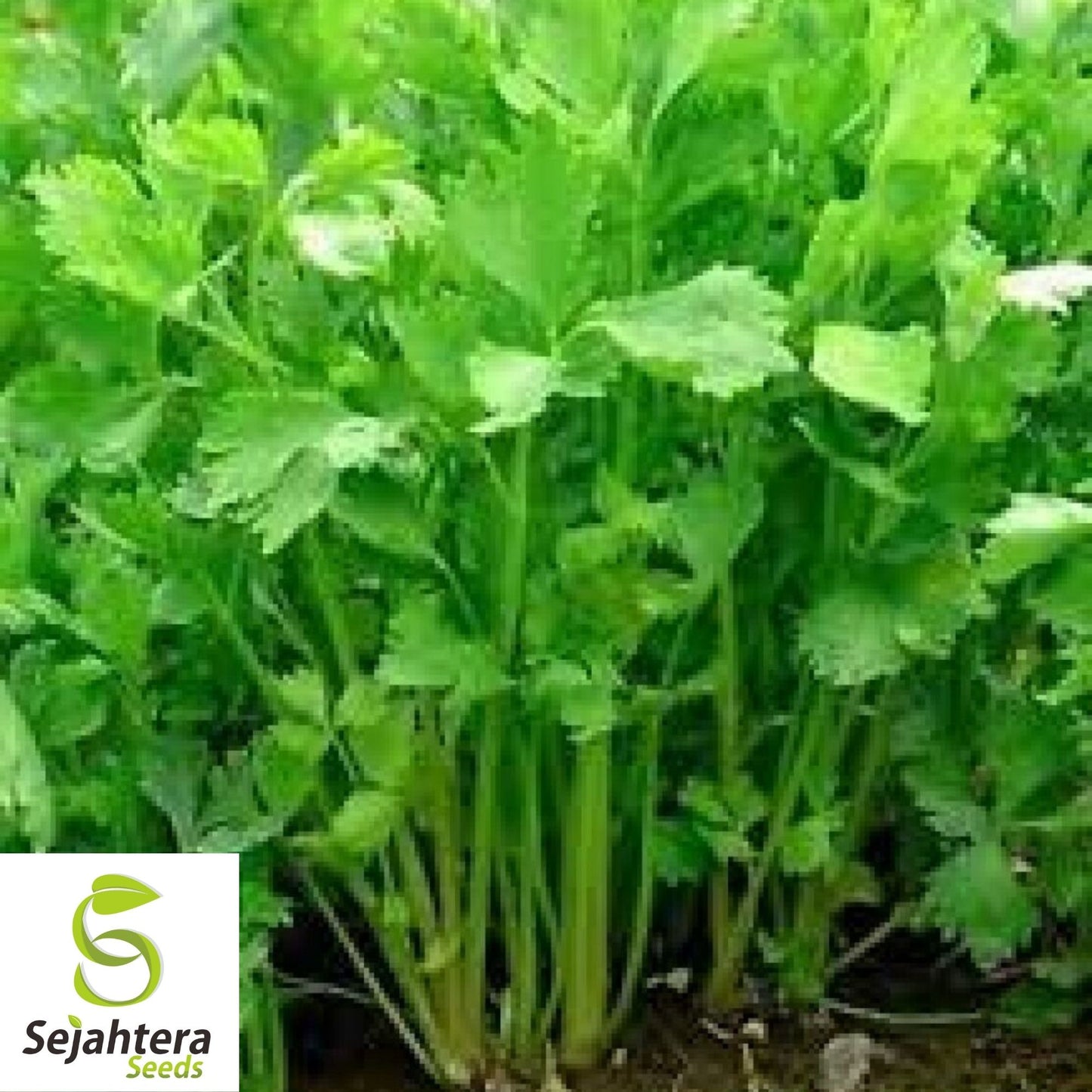 Chinese Celery Seeds 1000+ | Apium graveolens NON-GMO Vegetable Garden USA