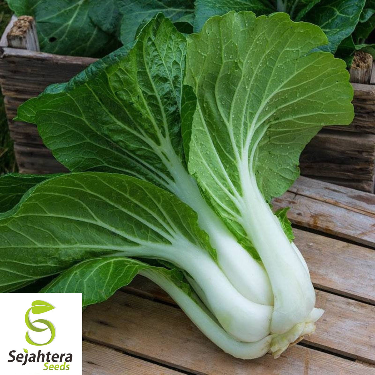 Pak Choi Dwarf White Stem Seeds - 1000+ Heirloom - Organic & Non-GMO