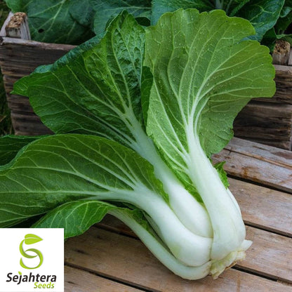 Pak Choi Dwarf White Stem Seeds - 1000+ Heirloom - Organic & Non-GMO