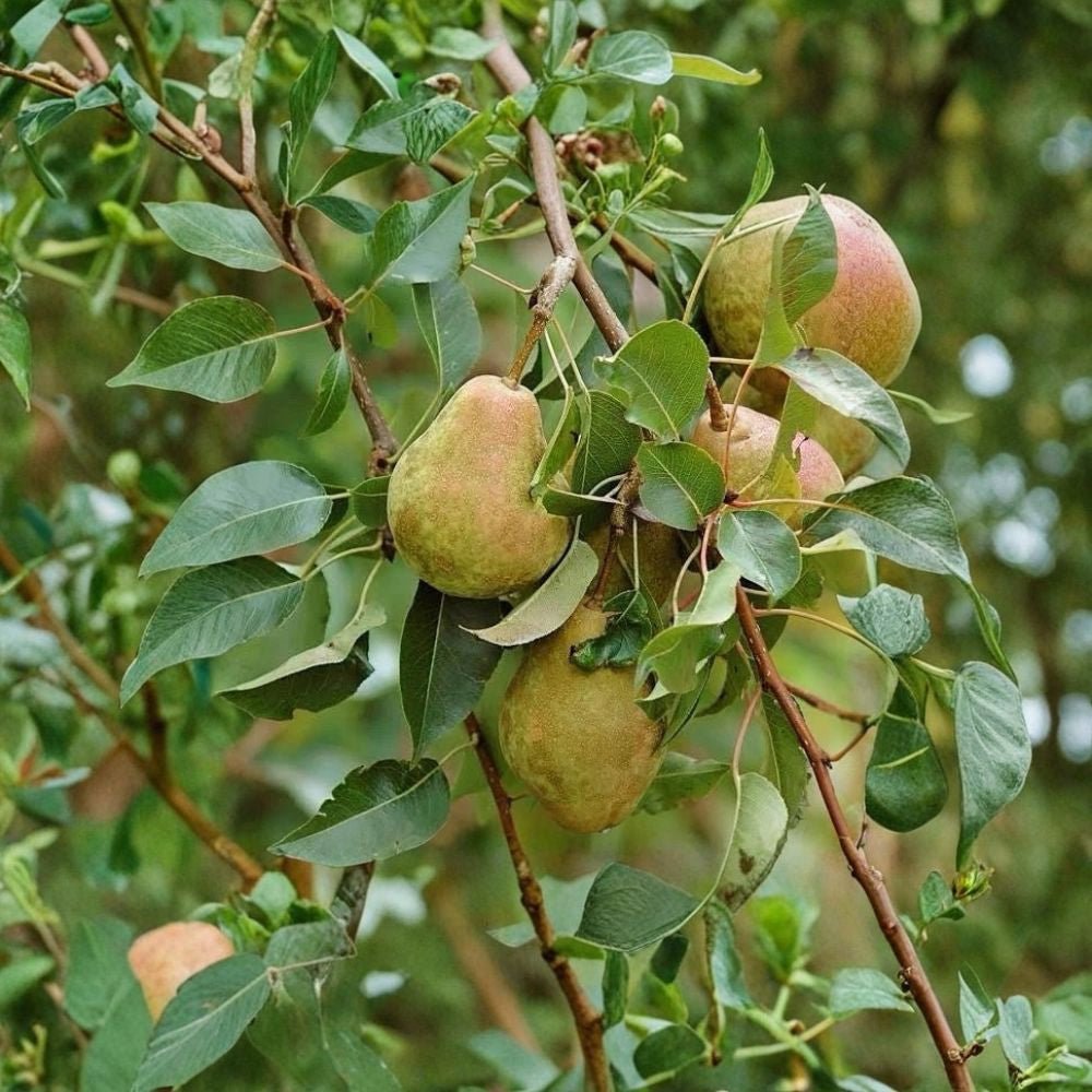 Kieffer Pear Tree – Pyrus communis Live Tree | 2–3 Ft Tall | Bare Root  Fast Growing | Self-Fertile | Cold Hardy Fruit Tree
