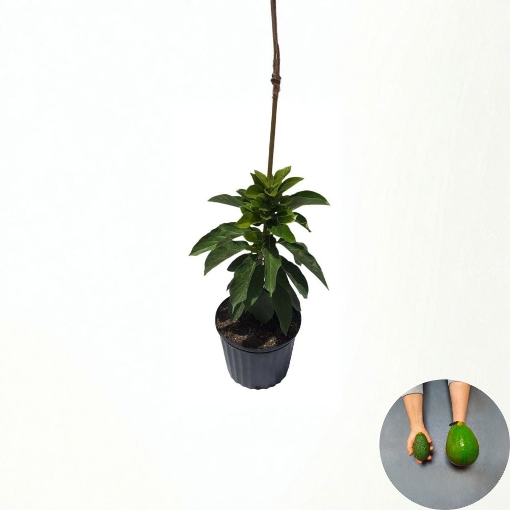 Grafted Avozilla Avocado Tree – World’s Largest Variety Cold Hardy | Australian Giant | Early Producing  Rare Collector Tree | Massive Fruit | Limited Availability