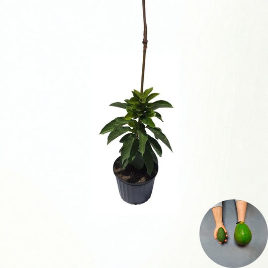Grafted Avozilla Avocado Tree – World’s Largest Variety Cold Hardy | Australian Giant | Early Producing  Rare Collector Tree | Massive Fruit | Limited Availability