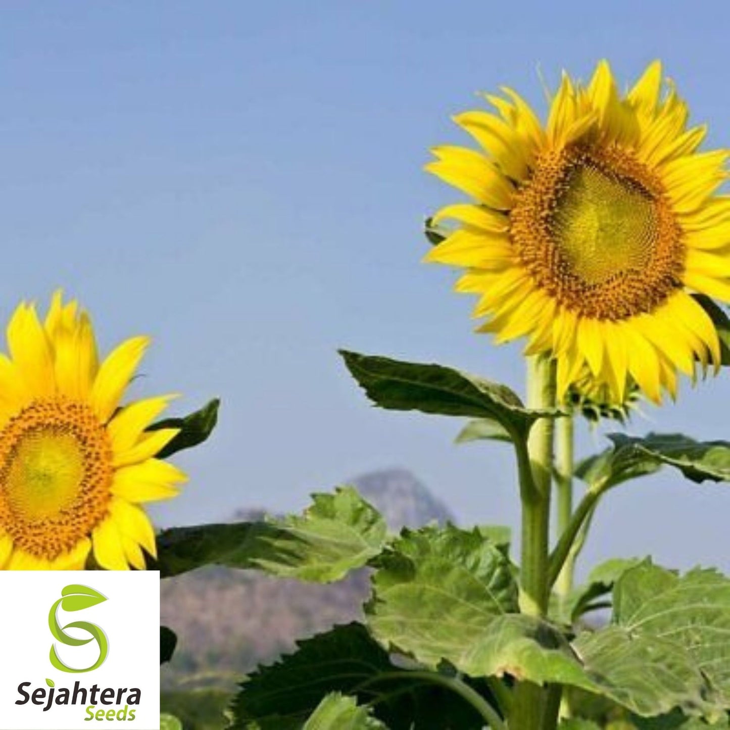 Mammoth Grey Stripe Sunflower Seeds 25 Ct | Heirloom Annual Flower USA