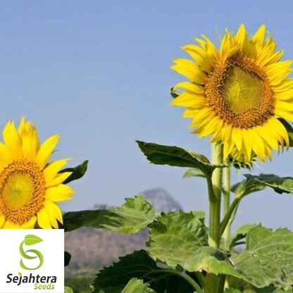 Mammoth Grey Stripe Sunflower Seeds 25 Ct | Heirloom Annual Flower USA