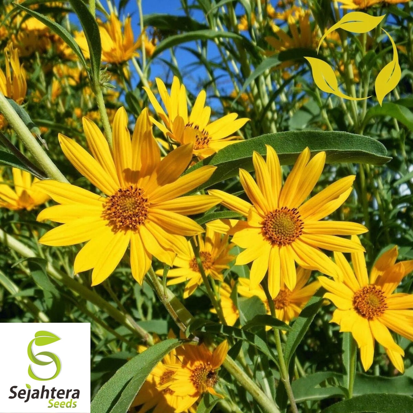 50+ Maximilian Sunflower Seeds - Helianthus Maximiliani, Perennial Wildflower