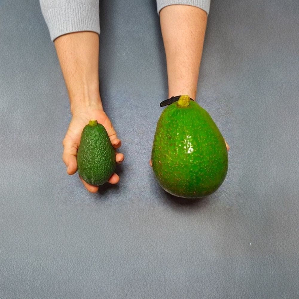 Grafted Avozilla Avocado Tree – World’s Largest Variety Cold Hardy | Australian Giant | Early Producing  Rare Collector Tree | Massive Fruit | Limited Availability