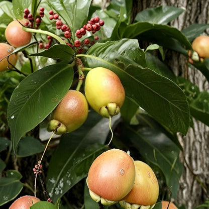 Rose Apple – Syzygium jambos Live Plant | 1 Foot Tall | Includes 1 Gallon Nursery Pot  Fragrant Rose-Scented Fruit | Ornate White Flowers | Tropical Evergreen Tree