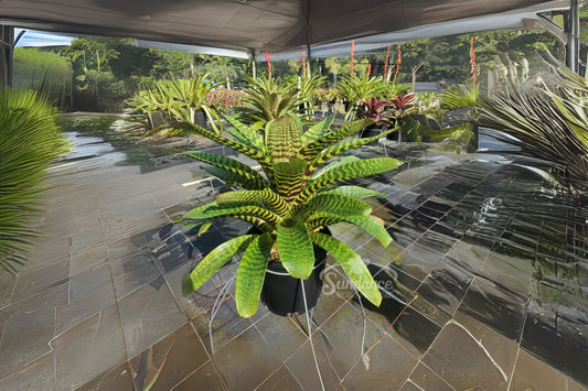Live Bromeliad Plant - Billbergia Vriesea - Tropical Epiphyte Houseplant with Colorful Foliage and Succulent Leaves