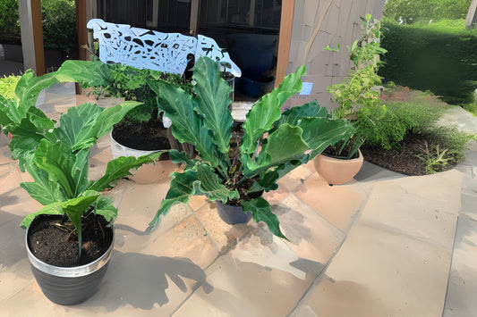 Anthurium Hookerii Plant in 3 Gallon Pot - Tropical Greenhouse Favorite, Unique Heart-Shaped Leaves, Ideal for Home Decor