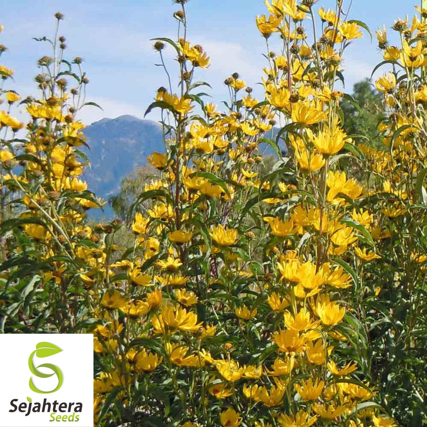 50+ Maximilian Sunflower Seeds - Helianthus Maximiliani, Perennial Wildflower