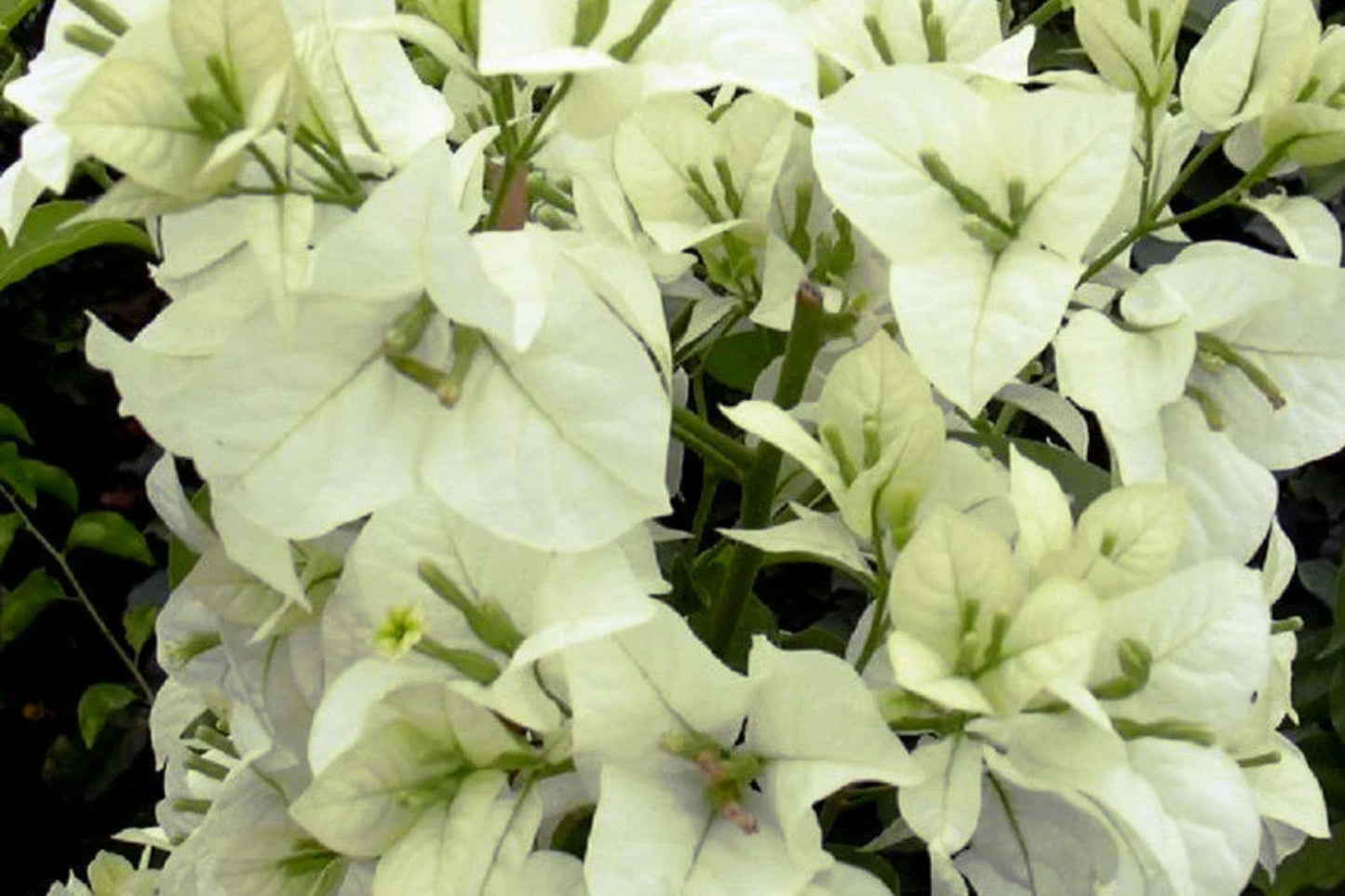 Ms. Alice Bougainvillea | Small Well-Rooted Starter Plant