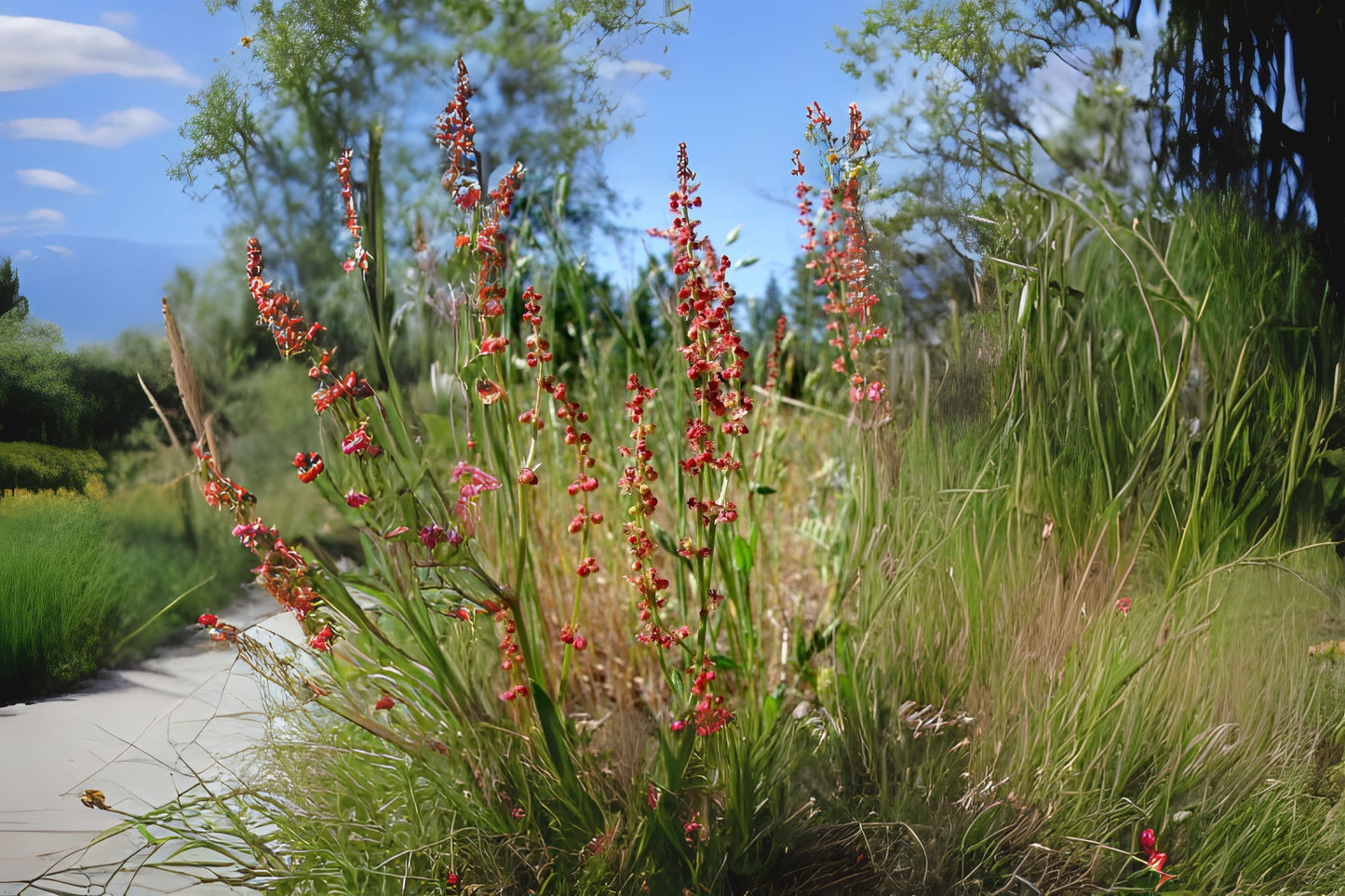 Common Sorrel Field Sour Weed (Rumex acetosella)