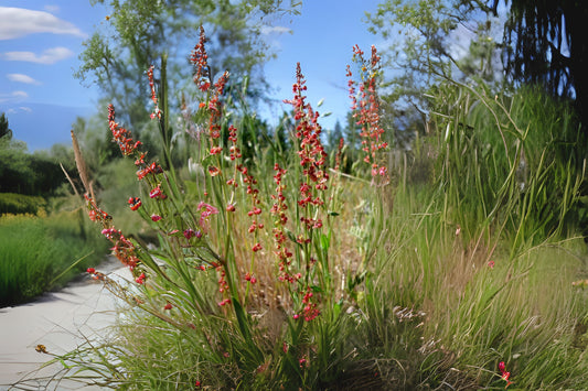 Common Sorrel Field Sour Weed (Rumex acetosella)