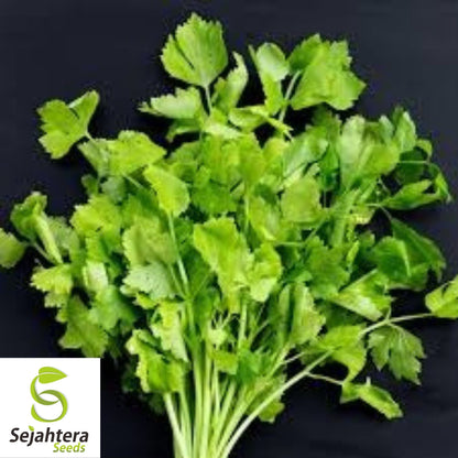 Chinese Celery Seeds 1000+ | Apium graveolens NON-GMO Vegetable Garden USA