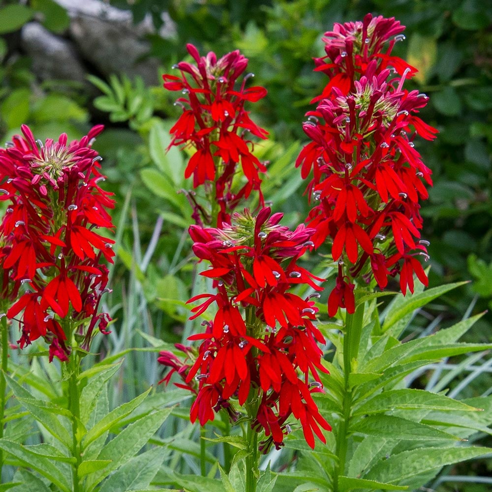 Cardinal Flower Lobelia cardinalis 10mg (100 seeds) Seeds For Planting