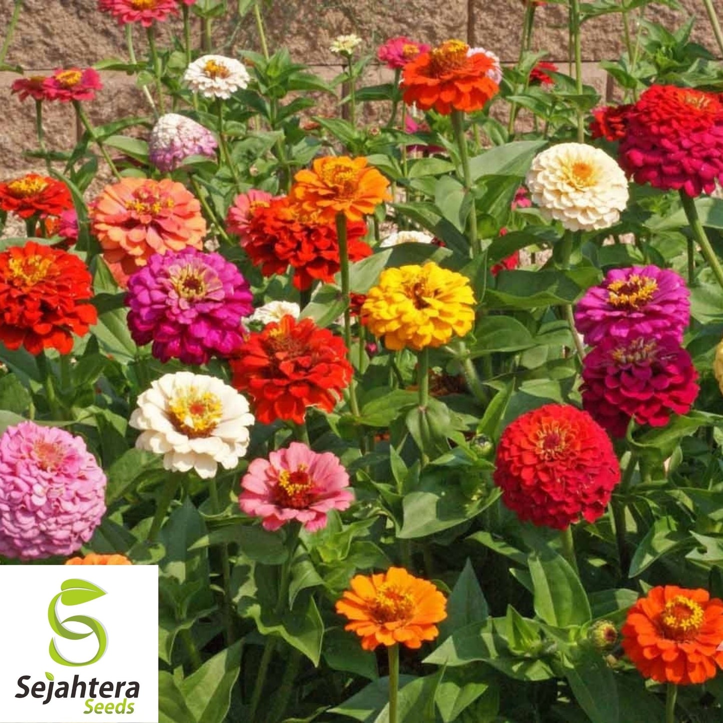 Zinnia Pumila Mix Seeds 200+ | Colorful Rainbow Blooms Flower NON-GMO USA