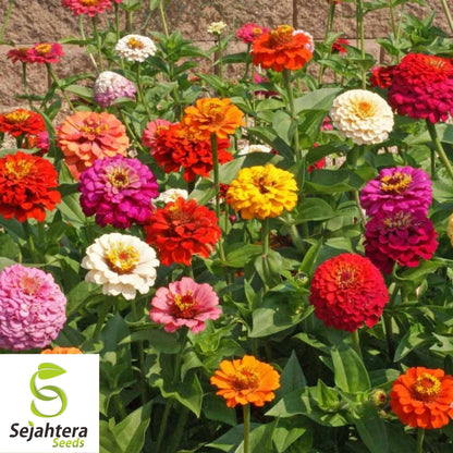 Zinnia Pumila Mix Seeds 200+ | Colorful Rainbow Blooms Flower NON-GMO USA