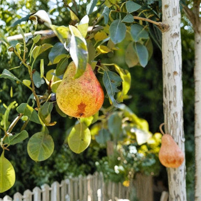 Kieffer Pear Trees – Pyrus communis Set of 2 Live Trees | 2–3 Ft Tall | Bare Root  Self-Fertile | Fast Growing | Cold Hardy Backyard Fruit