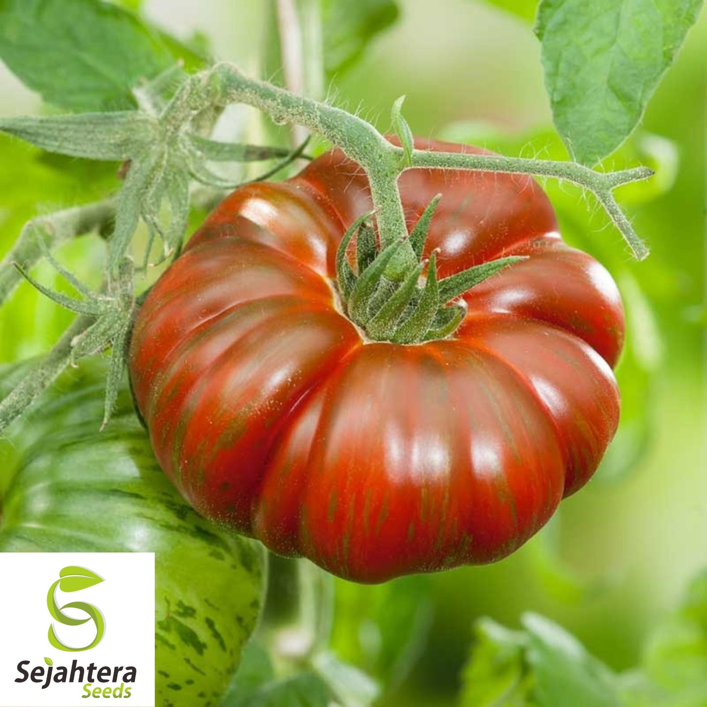 Chocolate Stripe Tomato Seeds - 30+ Heirloom, Organic, Non-GMO & Rare