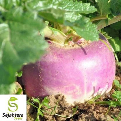 Purple Top Turnip Seeds 1000+ | White Globe Vegetable NON-GMO USA