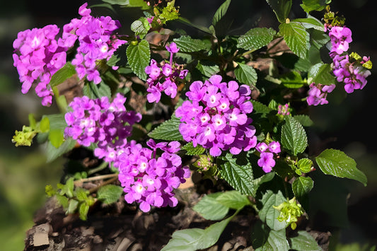 Purple Lantana Plant 6 in Pot - Colorful Lantana camara for Garden, Butterfly Attracting Ornamental Shrub, Drought-Tolerant