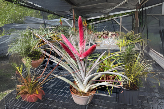Bromeliad Tillandsia Steve 6 inch Pot - Tillandsia chiapensis × fasciculata Hybrid Air Plant for Home Decor and Collectors