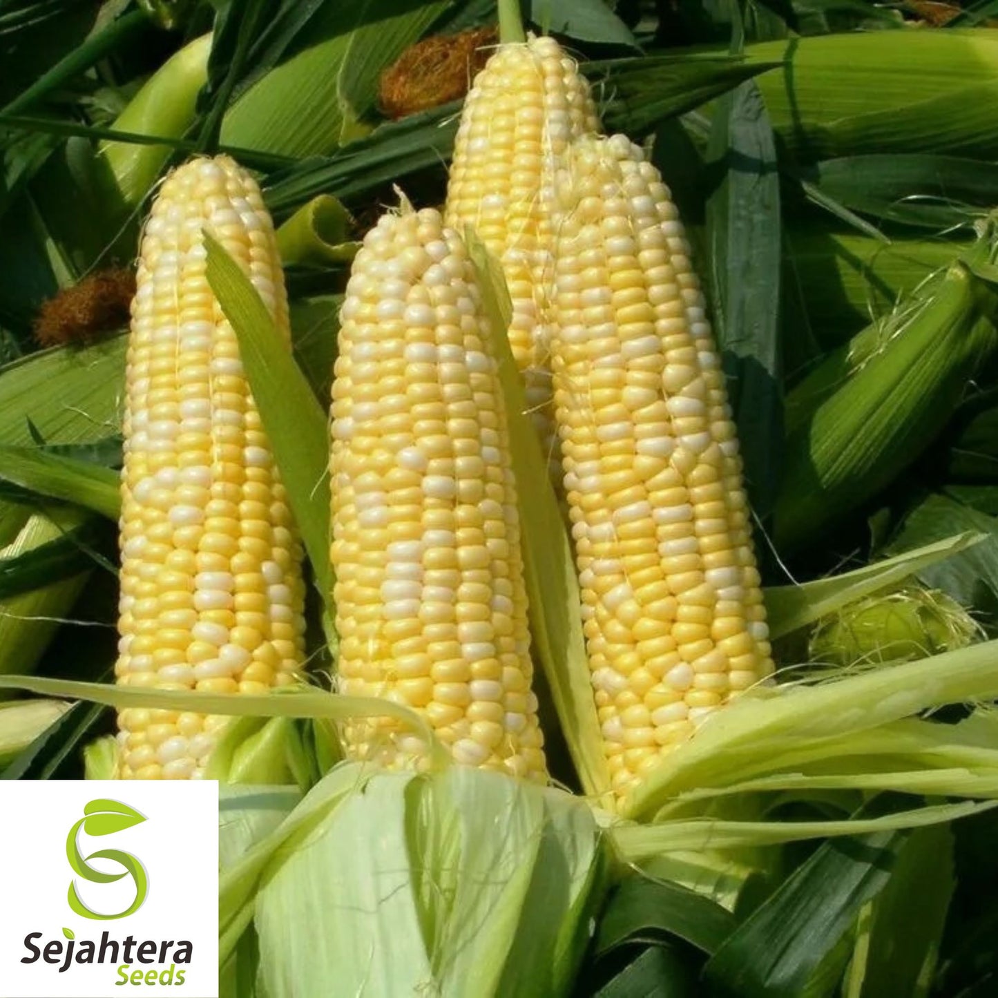 Peaches & Cream Corn Seeds - 30 Organic Heirloom - Sweet & Juicy - Non-GMO