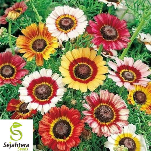 200+ Painted Daisy Mix Seeds - Huge Flowers, Bright Colors, Bee & Butterfly Friendly