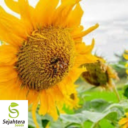Mammoth Grey Stripe Sunflower Seeds 25 Ct | Heirloom Annual Flower USA