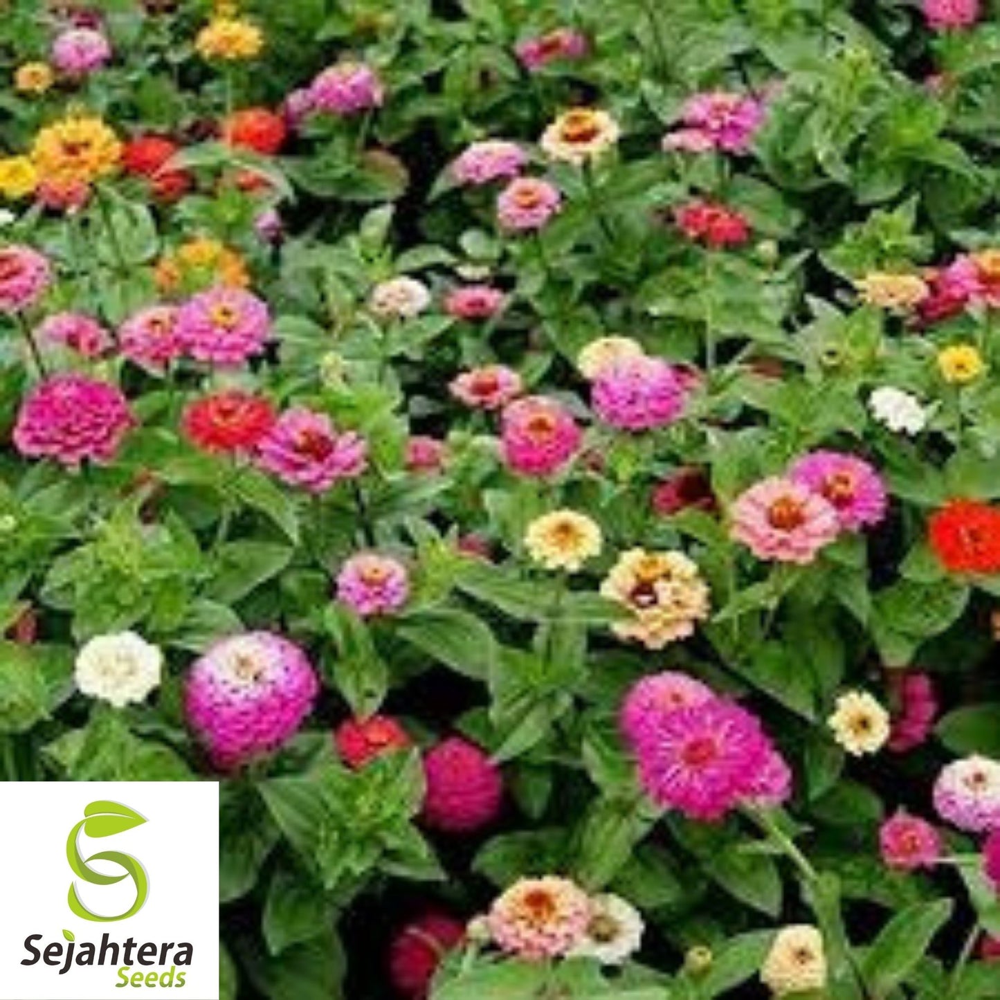 Zinnia Pumila Mix Seeds 200+ | Colorful Rainbow Blooms Flower NON-GMO USA