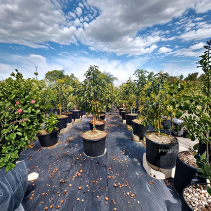 Super Hass Avocado Tree – Persea americana Grafted Organic Tree | Approximately 4 Feet Tall  Fast Growing | Durable | Premium Hass Flavor