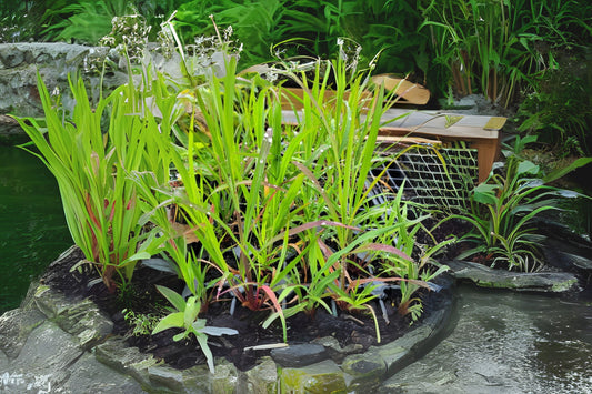 Niagara Big Bluestem (Andropogon gerardii 'Niagara')