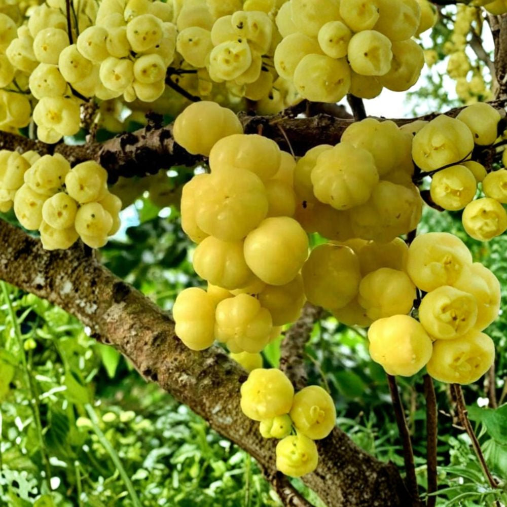 Chùm Ruột – Tropical Gooseberry – Phyllanthus acidus Live Plant | 1 Foot Tall | Includes 6 Inch Nursery Pot  Tangy Tropical Fruit | Fast Growing Tree | Edible Garden Favorite