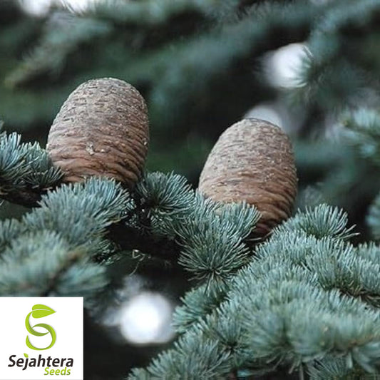 Atlas Cedar Seeds {Cedrus Atlantica} Blue Needle 15 Seeds