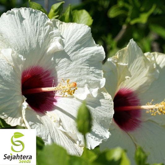 25 White Hibiscus Seeds {Crimson Eye} | Perennial Flower