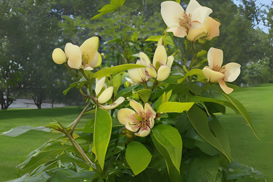 Banana Bush Plant Starter Size - Fragrant Pale Yellow Pink Flowers - Michelia figo - Well-Rooted 4 inch Diameter Root Zone