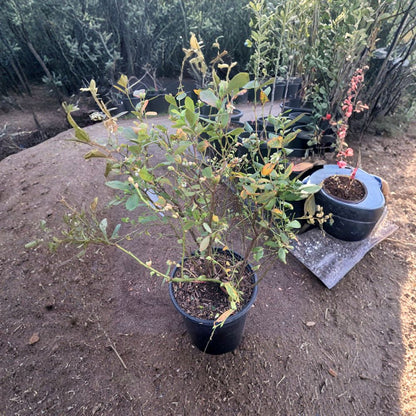 Blueberry ‘Rebel’ – Southern Highbush Live Plant | 2 Feet Tall | Ships in 1 Gallon Pot  Low Chill Variety | Early Season Producer | Sweet Homegrown Berries