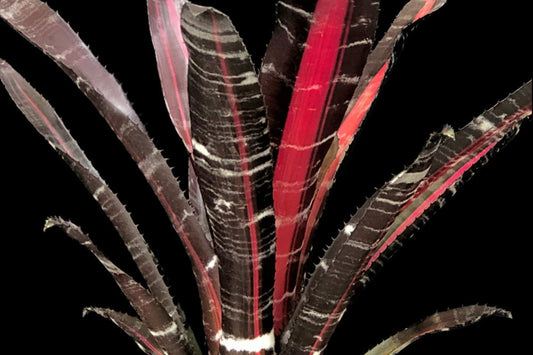 Aechmea Roberto Menescal Bromeliad Plant in 6" Pot - Rare Collector's Variety with Dark Foliage and Red Variegation