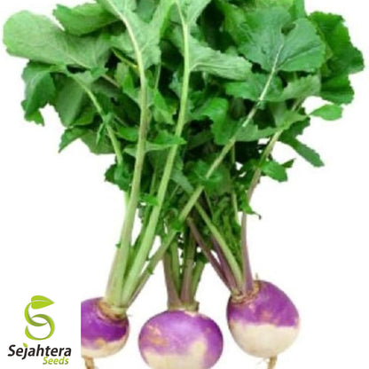 Purple Top Turnip Seeds 1000+ | White Globe Vegetable NON-GMO USA